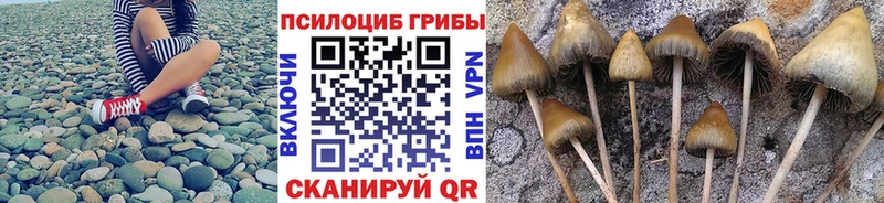 Купить где  Бородино  Псилоцибиновые грибы Psilocybine cubensis 